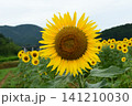 ひまわり 141210030