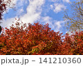 広島　日本庭園　紅葉　秋　吉水園 141210360
