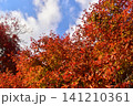 広島　日本庭園　紅葉　秋　吉水園 141210361