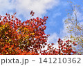 広島　日本庭園　紅葉　秋　吉水園 141210362