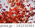 広島　日本庭園　紅葉　秋　吉水園 141210363