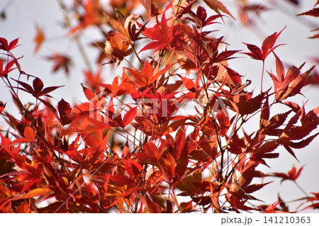 広島 日本庭園 紅葉 秋 吉水園 広島 日本庭園 紅葉 秋 吉水園 141210363