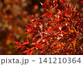 広島　日本庭園　紅葉　秋　吉水園 141210364