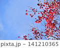 広島　日本庭園　紅葉　秋　吉水園 141210365