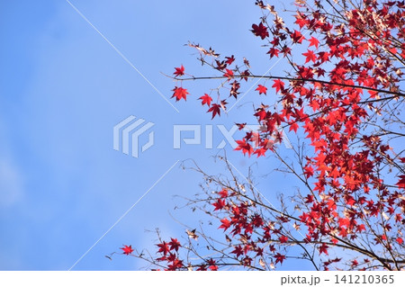 広島 日本庭園 紅葉 秋 吉水園 広島 日本庭園 紅葉 秋 吉水園 141210365
