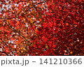 広島　日本庭園　紅葉　秋　吉水園 141210366
