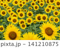 ひまわり畑 141210875