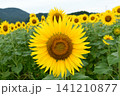 ひまわりとひまわり畑 141210877