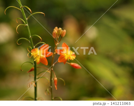 アロエベラの花の生態写真 アロエベラの花の生態写真 141211063