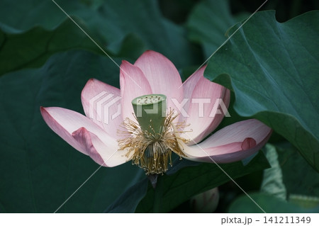 柔らかな光に包まれたピンク色のハスの花 柔らかな光に包まれたピンク色のハスの花 141211349