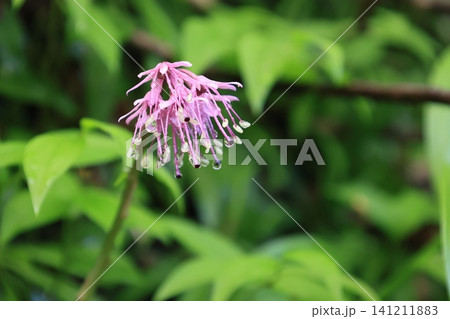 開花したピンク色のショウジョウバカマの花 開花したピンク色のショウジョウバカマの花 141211883