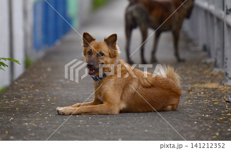 Dog alley street brown animal stray outdoor canine pavement pet Dog alley street brown animal stray outdoor canine pavement pet 141212352