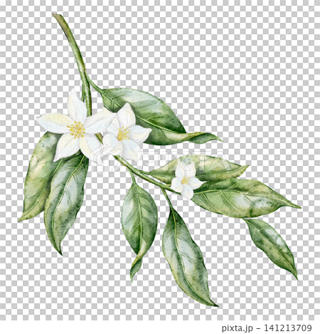 Lemon watercolor illustration of Citrus Branch with white blossoms and green leaves on isolated background. Fresh botanical element for packaging, cards and Mediterranean summer design. Lemon watercolor illustration of Citrus Branch with white blossoms and green leaves on isolated background. Fresh botanical element for packaging, cards and Mediterranean summer design. 141213709
