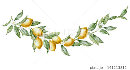 Lemon watercolor illustration of curved Citrus garland with leaves on isolated background. Botanical border with Branch for Mediterranean decor, packaging, invitations and summer design. Lemon watercolor illustration of curved Citrus garland with leaves on isolated background. Botanical border with Branch for Mediterranean decor, packaging, invitations and summer design. 141213812