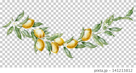 Lemon watercolor illustration of curved Citrus garland with leaves on isolated background. Botanical border with Branch for Mediterranean decor, packaging, invitations and summer design. Lemon watercolor illustration of curved Citrus garland with leaves on isolated background. Botanical border with Branch for Mediterranean decor, packaging, invitations and summer design. 141213812