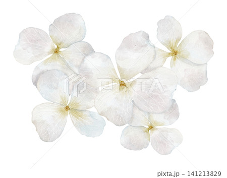 Hydrangea floral watercolor illustration with white pastel Flowers and delicate petals. Clipart with blossoms on isolated background. Botanical decorative element for wedding invitations, greetings. 141213829