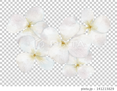 Hydrangea floral watercolor illustration with white pastel Flowers and delicate petals. Clipart with blossoms on isolated background. Botanical decorative element for wedding invitations, greetings. Hydrangea floral watercolor illustration with white pastel Flowers and delicate petals. Clipart with blossoms on isolated background. Botanical decorative element for wedding invitations, greetings. 141213829