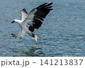 ランカウイの海で水面の餌をつかもうとするシロハラウミワシ 141213837
