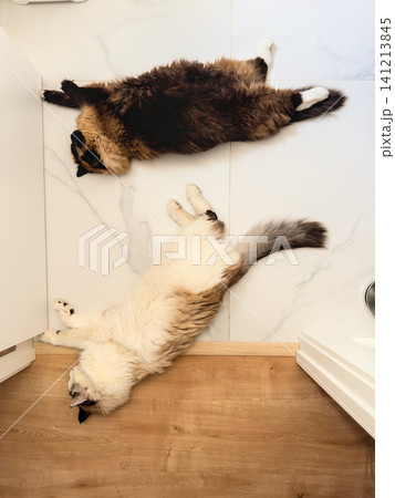 A dark and a cream Ragdoll cat rest apart on a tiled floor in a corner. Two pets keeping cool on ceramic tiles A dark and a cream Ragdoll cat rest apart on a tiled floor in a corner. Two pets keeping cool on ceramic tiles 141213845