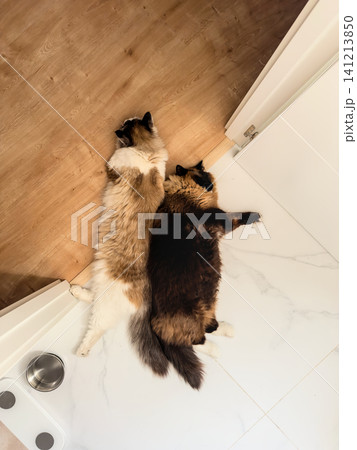 Two Ragdoll cats rest close together on a cool tiled floor seen from above. Cats cooling down on tiles in summer Two Ragdoll cats rest close together on a cool tiled floor seen from above. Cats cooling down on tiles in summer 141213850