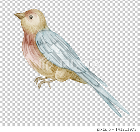 Bird watercolor illustration in soft pastel colors with delicate feathers. Hand painted animal isolated on background for nature and nursery design. Art of songbird for garden design. Drawing of avian Bird watercolor illustration in soft pastel colors with delicate feathers. Hand painted animal isolated on background for nature and nursery design. Art of songbird for garden design. Drawing of avian 141213975