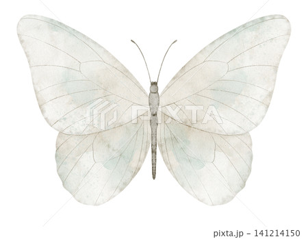 Butterfly watercolor illustration of light wings with soft neutral tones and detailed structure. Vintage insect element on isolated background for greeting cards or invitations in pastel colors. 141214150