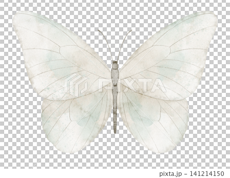 Butterfly watercolor illustration of light wings with soft neutral tones and detailed structure. Vintage insect element on isolated background for greeting cards or invitations in pastel colors. 141214150
