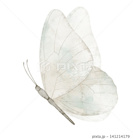 Butterfly watercolor illustration of light wings with soft neutral tones and detailed structure. Vintage insect element on isolated background for greeting cards or invitations in pastel colors. Butterfly watercolor illustration of light wings with soft neutral tones and detailed structure. Vintage insect element on isolated background for greeting cards or invitations in pastel colors. 141214179