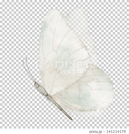 Butterfly watercolor illustration of light wings with soft neutral tones and detailed structure. Vintage insect element on isolated background for greeting cards or invitations in pastel colors. Butterfly watercolor illustration of light wings with soft neutral tones and detailed structure. Vintage insect element on isolated background for greeting cards or invitations in pastel colors. 141214179