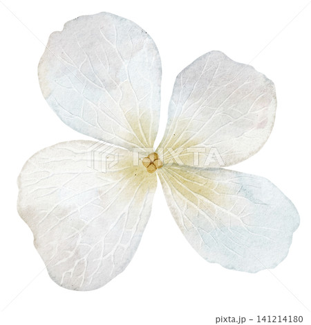 Flower watercolor illustration of Hydrangea blossom with soft petals in pastel colors. Floral element on isolated background for wedding invitations or baby shower greeting cards. Botanical art. Flower watercolor illustration of Hydrangea blossom with soft petals in pastel colors. Floral element on isolated background for wedding invitations or baby shower greeting cards. Botanical art. 141214180