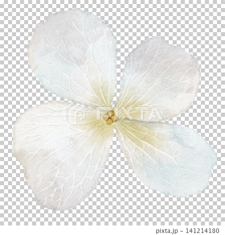 Flower watercolor illustration of Hydrangea blossom with soft petals in pastel colors. Floral element on isolated background for wedding invitations or baby shower greeting cards. Botanical art. Flower watercolor illustration of Hydrangea blossom with soft petals in pastel colors. Floral element on isolated background for wedding invitations or baby shower greeting cards. Botanical art. 141214180