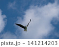 マレーシア・ランカウイ沖で大空を飛翔するシロハラウミワシ 141214203