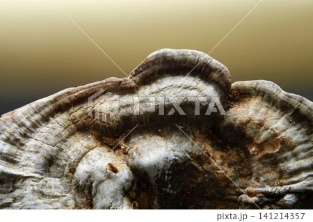 Large tree fungus. Mushroom studio shoot. Large tree fungus. Mushroom studio shoot. 141214357