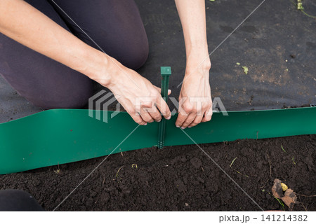 A woman puts a plastic curb on the garden bed as a fence. A woman puts a plastic curb on the garden bed as a fence. 141214382