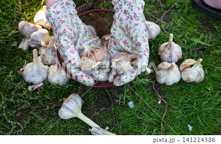 Holding fresh garlic bulbs in a garden setting Holding fresh garlic bulbs in a garden setting 141214386