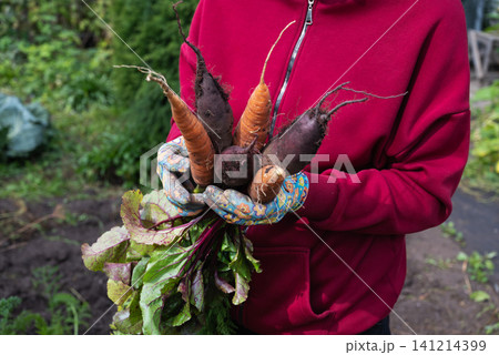 Autumn gardener harvests carrots in autumn. 141214399