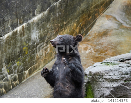 観光地奥飛騨のクマ牧場の可愛いクマたちの姿 観光地奥飛騨のクマ牧場の可愛いクマたちの姿 141214578