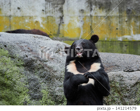 観光地奥飛騨のクマ牧場の可愛いクマたちの姿 141214579