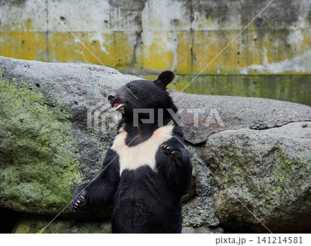 観光地奥飛騨のクマ牧場の可愛いクマたちの姿 観光地奥飛騨のクマ牧場の可愛いクマたちの姿 141214581
