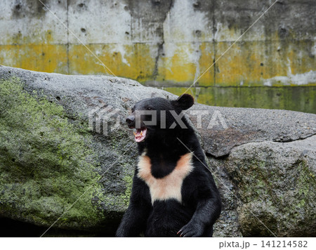 観光地奥飛騨のクマ牧場の可愛いクマたちの姿 141214582