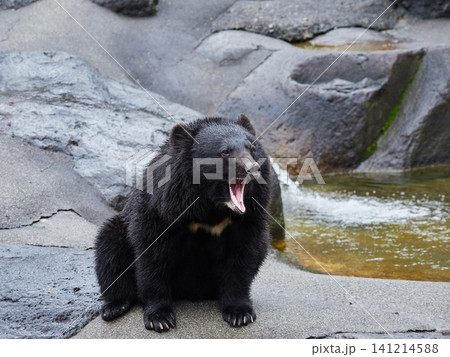 観光地奥飛騨のクマ牧場の可愛いクマたちの姿 観光地奥飛騨のクマ牧場の可愛いクマたちの姿 141214588