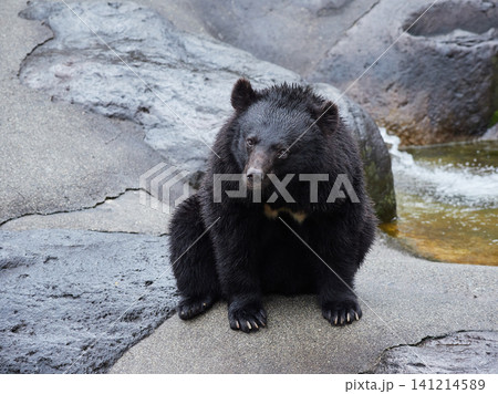 観光地奥飛騨のクマ牧場の可愛いクマたちの姿 141214589