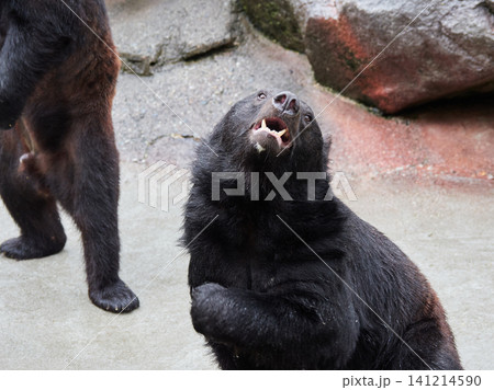観光地奥飛騨のクマ牧場の可愛いクマたちの姿 観光地奥飛騨のクマ牧場の可愛いクマたちの姿 141214590