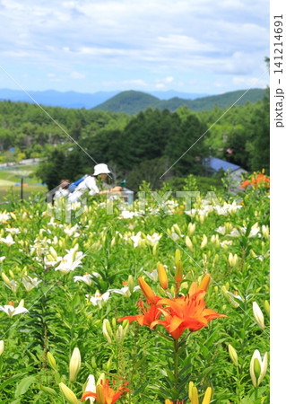 長野県黄金アカシアの丘 キスゲの花 長野県黄金アカシアの丘 キスゲの花 141214691