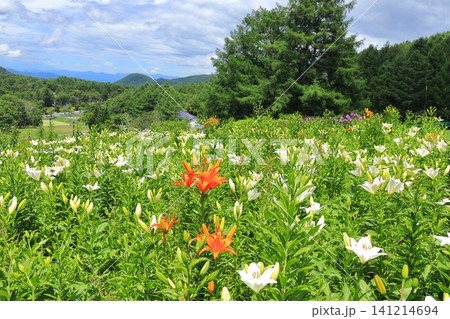 長野県黄金アカシアの丘 キスゲの花 長野県黄金アカシアの丘 キスゲの花 141214694