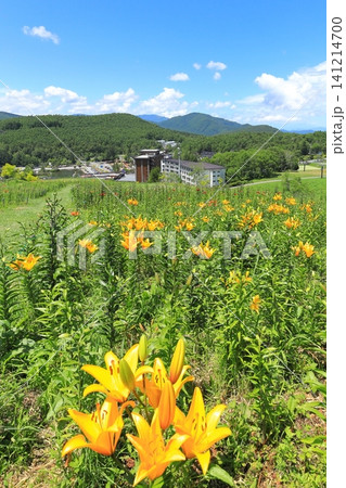 長野県黄金アカシアの丘 キスゲの花 長野県黄金アカシアの丘 キスゲの花 141214700