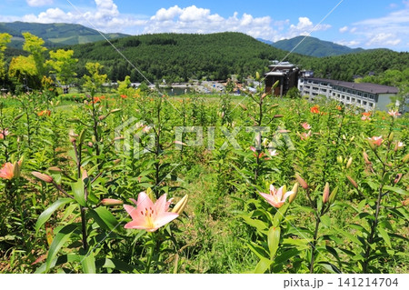 長野県黄金アカシアの丘 キスゲの花 長野県黄金アカシアの丘 キスゲの花 141214704