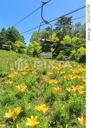 長野県黄金アカシアの丘 キスゲの花 長野県黄金アカシアの丘 キスゲの花 141214708