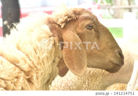 side portrait of brown sheep feeding grass in farm on at afternoon side portrait of brown sheep feeding grass in farm on at afternoon 141214751
