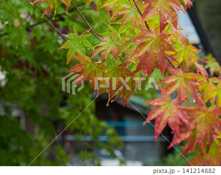 夏の雨の日の観光地奥飛騨温泉街の町並みと紅葉の風景 夏の雨の日の観光地奥飛騨温泉街の町並みと紅葉の風景 141214882